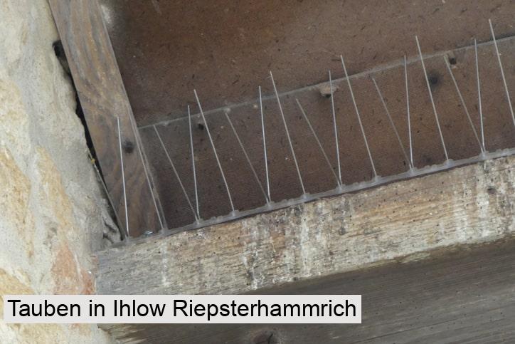 Tauben in Ihlow Riepsterhammrich